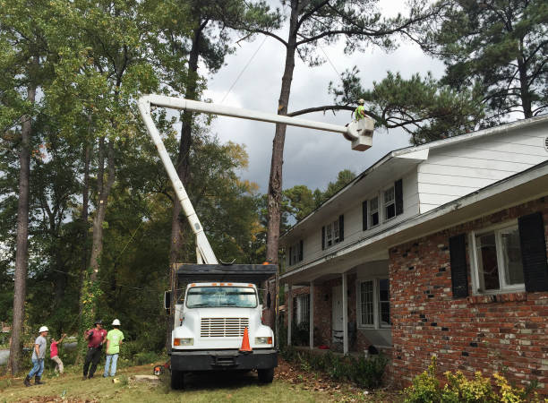 Trusted Noroton, CT Tree Care Experts