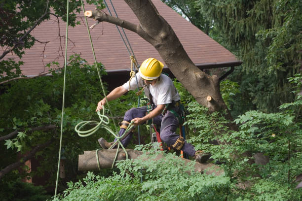 How Our Tree Care Process Works  in  Noroton, CT